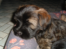Shila Kopf